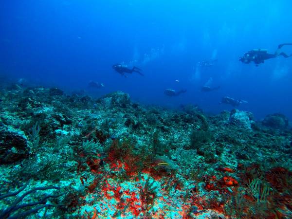 Первый Дайвинг в Мексике: Карибское Море и Подводные Приключения