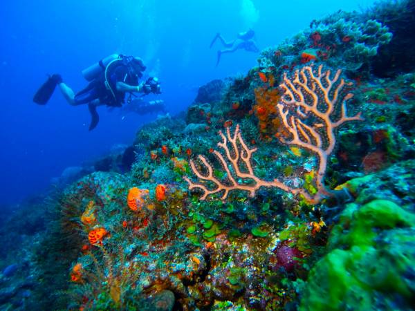Первый Дайвинг в Мексике: Карибское Море и Подводные Приключения