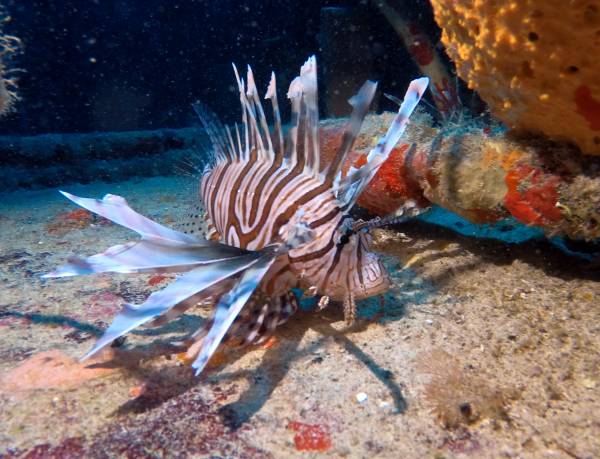 Первый Дайвинг в Мексике: Карибское Море и Подводные Приключения