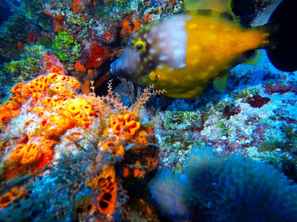 Первый Дайвинг в Мексике: Карибское Море и Подводные Приключения