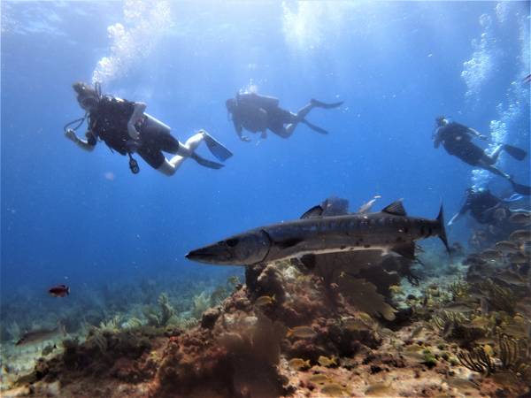 PADI Open Water Diver Course - Diversland - Playa Del Carmen, Mexico