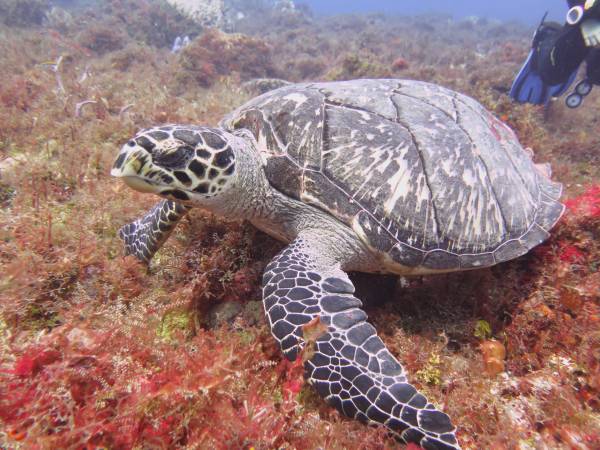 PADI Open Water Diver Course - Diversland - Playa Del Carmen, Mexico